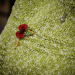 Poppy Broach on green jumper